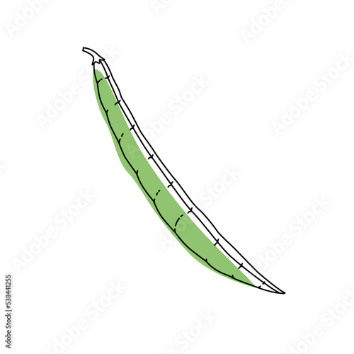Doodle outline green bean with spot. Vector hand-drawn illustration for packing isolated on transparent background