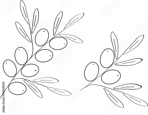 Set of sea buckthorn berries isolated on white background. For cosmetic, tea, packaging design, menu, label, cosmetics. Vector hand drawn illustration