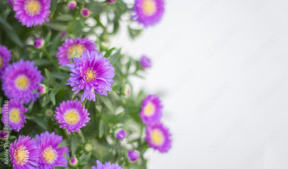 Lisianthus flower. Flower in garden. flower at spring day. Colorful flower. Flower decoration. flower for design. Banner. Copy space Lisianthus flower. Flower in garden. flower at spring day. Colorful flower. Flower decoration. flower for design. Banner. Copy space