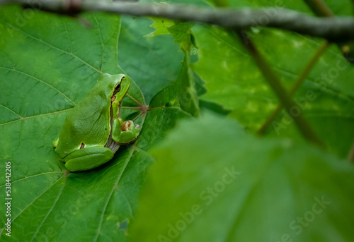 frog on green leaves
