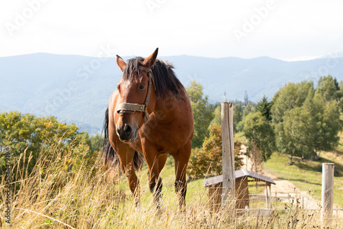 Brown horse in the Carpathians on a hill  the nature of the Carpathians