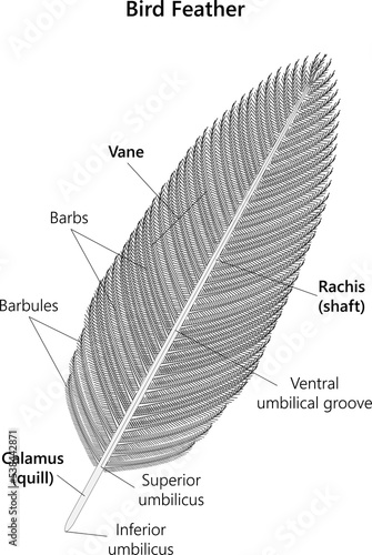 Bird Feather (structure). 