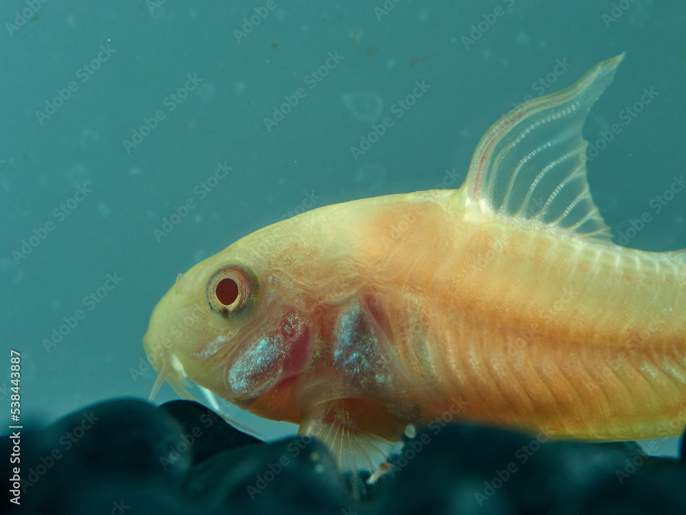 Fototapeta premium Albino bronze Cory. Corydoras aeneus 