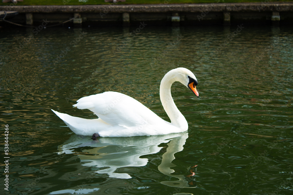 Obraz premium Swan