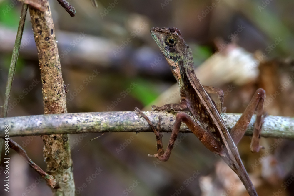 Brown-patched Kangaroo Lizard - Otocryptis wiegmanni, lizard of Sri Lanka Brown-patched Kangaroo Lizard - Otocryptis wiegmanni, lizard of Sri Lanka