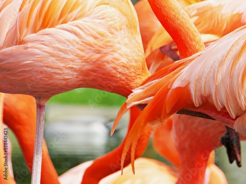 Nahaufnahme Flamingo