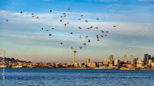 Canvas Print Birds over Space Needle, Seattle