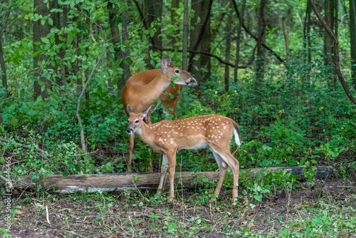 Doe and Fawn Eating Summer Leaves In The Woods