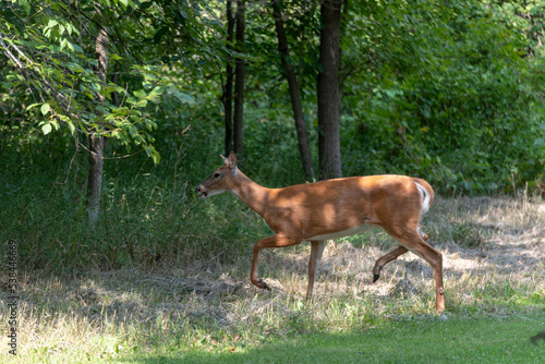A Doe White-tailed Deer Walking Into The Woods