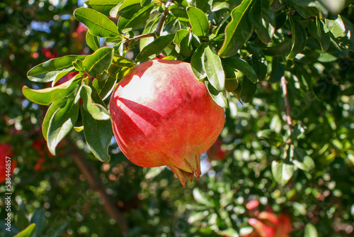 pomegranate fruit (Punica granatum) on tree branch 