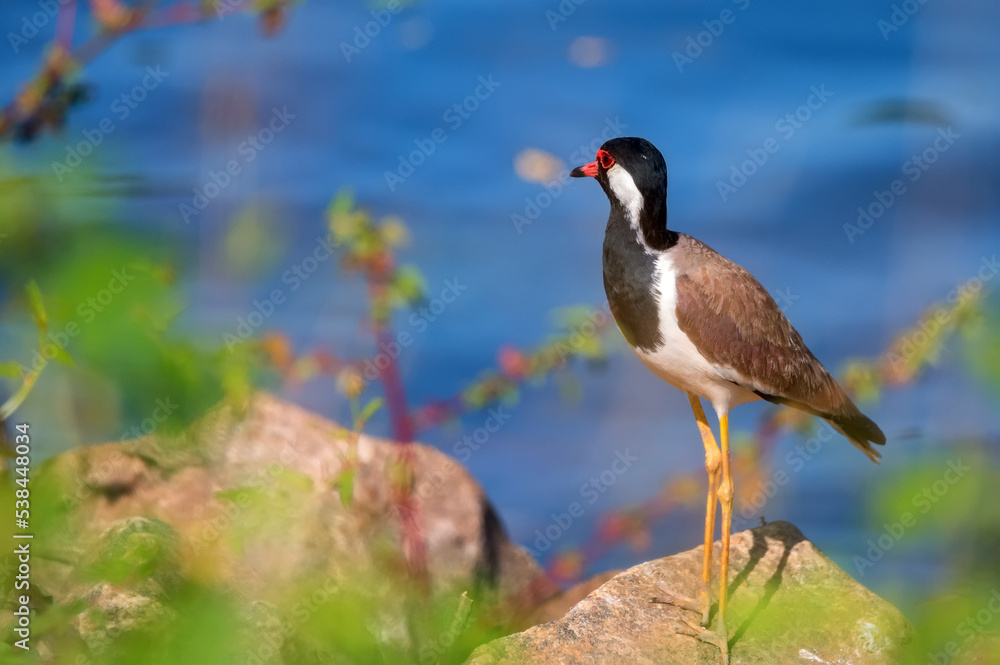 Red-wattled lapwing or Vanellus indicus near the water Red-wattled lapwing or Vanellus indicus near the water