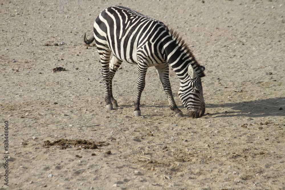 zebra