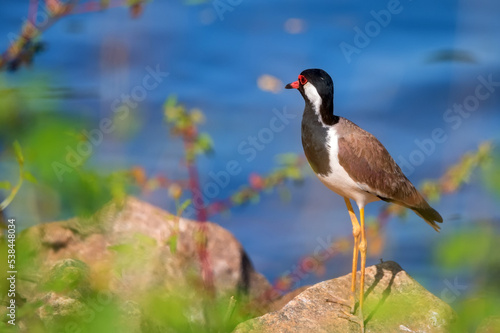 Red-wattled lapwing or Vanellus indicus near the water