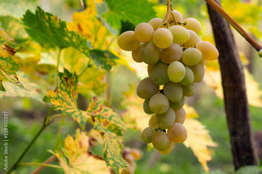 Fototapeta premium Ripening White Grapes on the Vine in Autumn