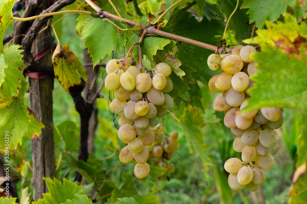 custom made wallpaper toronto digitalRipening Grapes in the Vineyard
