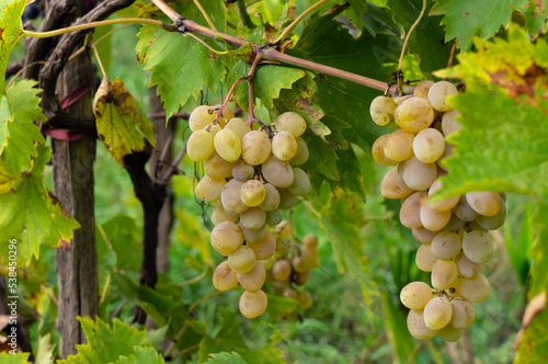 Wallpaper Mural Ripening Grapes in the Vineyard Torontodigital.ca