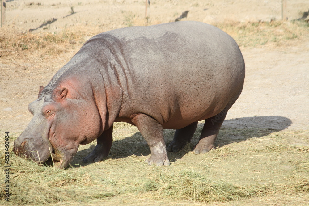 Hippo Hippo