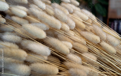 dried plants Lagurus ovatus close-up
