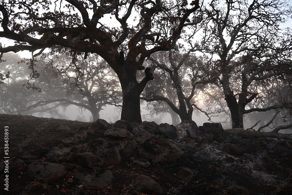 Fototapeta premium trees in the fog