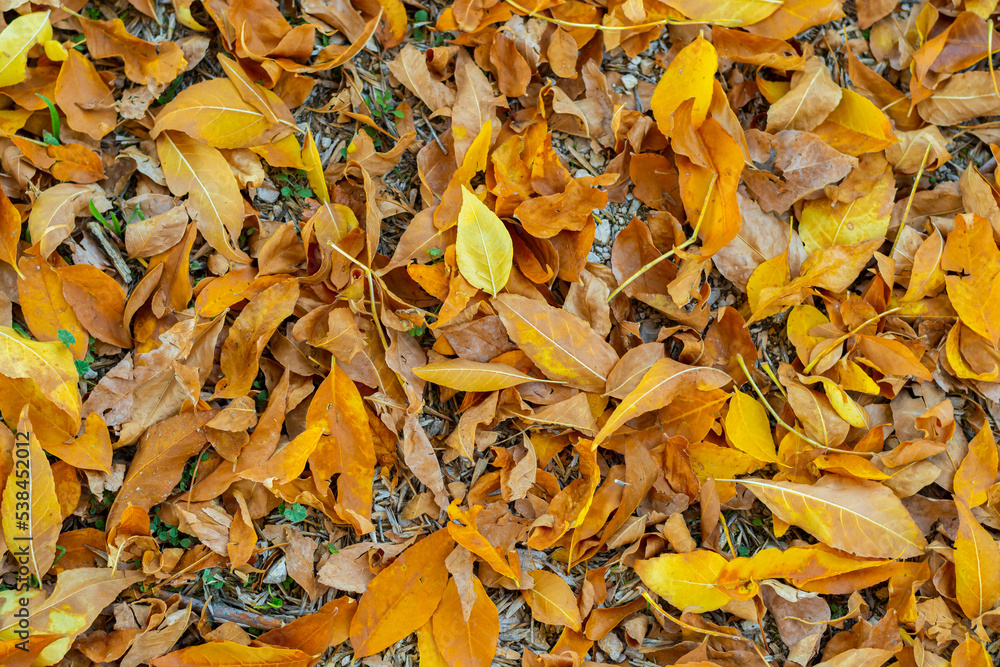 brown and yellow autumn leaves background brown and yellow autumn leaves background