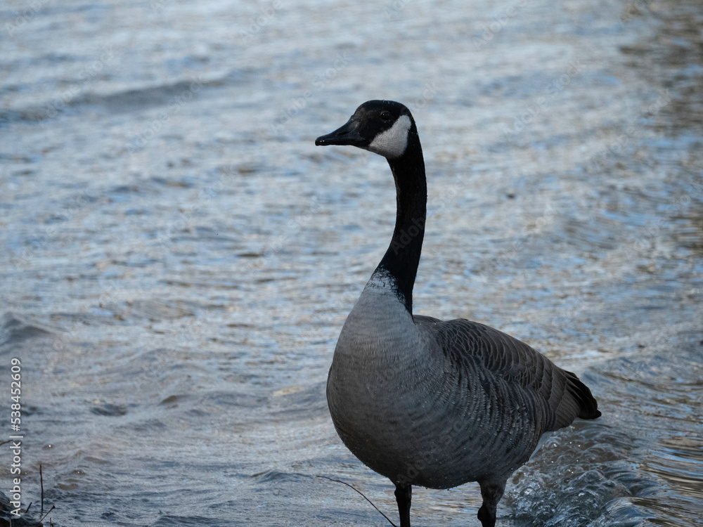 Fototapeta premium country goose on the beach