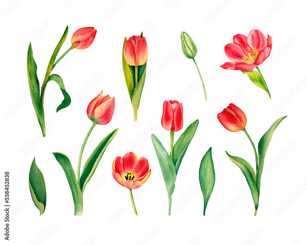 Watercolor tulips set. Hand drawn illustration of spring flowers, isolated on white background. Watercolor tulips set. Hand drawn illustration of spring flowers, isolated on white background.