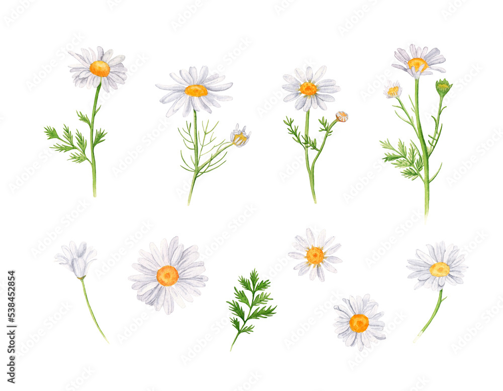 Watercolor daisy set. Hand drawn illustration, isolated on white background. Chamomile flowers Watercolor daisy set. Hand drawn illustration, isolated on white background. Chamomile flowers