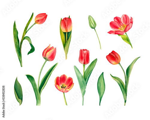 Watercolor tulips set. Hand drawn illustration of spring flowers  isolated on white background.