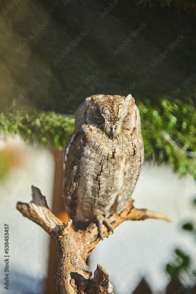 Animal owl in the zoo. Protection of animals Animal owl in the zoo. Protection of animals
