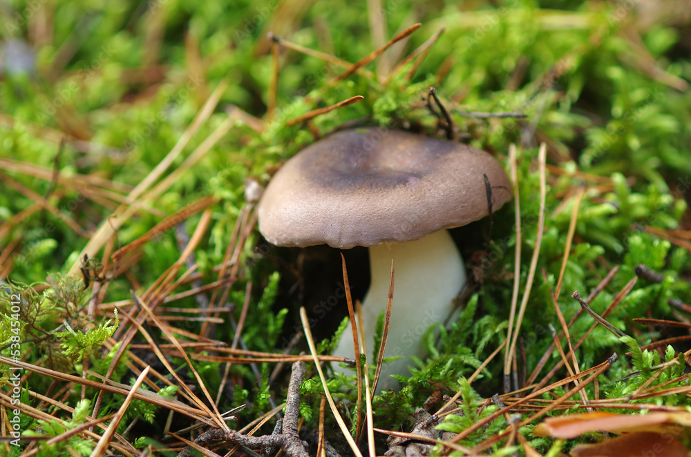 Mushrooms. Russula. Poisonous forest mushrooms. Mushrooms. Russula. Poisonous forest mushrooms.