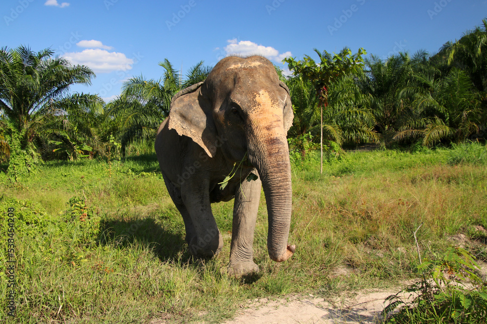 Obraz premium Thai Elephant