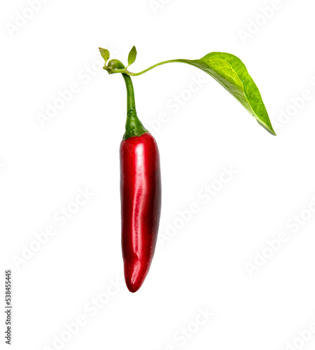 Vertical image of a red jalapeno with leaf on a white background