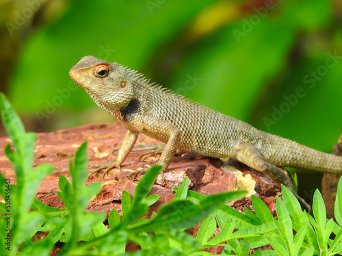 Oriental garden lizard © Akash