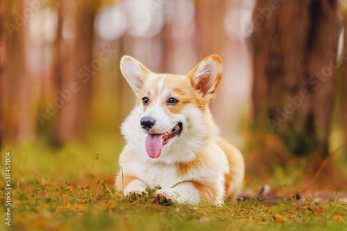 Portrait happy corgi dog in yellow park, autumn mood