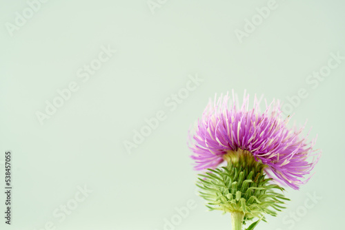 Weed flower close-up on a white background. Milk thistle Silybum thorn. Lilac bloom.