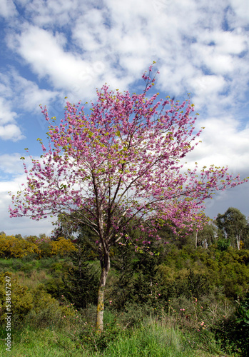 Judas tree (Cercis siliquastrum) is a deciduous, often multi-trunked tree with a rounded crown. Its pea-like purplish rose flowers held in clusters appear in the spring, before or with the leaves