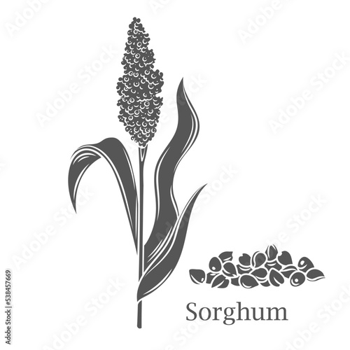 Sorghum cereal crop glyph icon vector illustration. Cut black silhouette grain plant with seeds and leaf on stalk spikelet, agriculture sorgho grass from field, sorgo organic harvest and Sorghum text