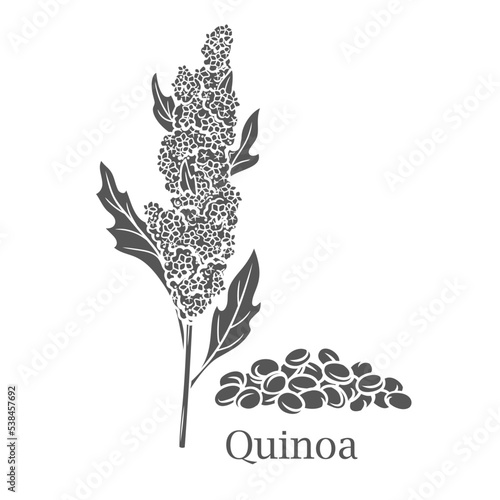 Quinoa cereal crop glyph icon vector illustration. Cut black silhouette of amaranth grain plant and Quinoa text, leaf protein seeds of farm harvest on spikelet, natural vegetarian superfood