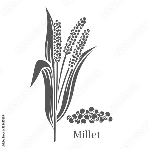 Millet cereal crop and grass glyph icon vector illustration. Cut black silhouette of botanical ripe grain plant with stalk, leaf and seeds and Millet text, growth of farm harvest on field