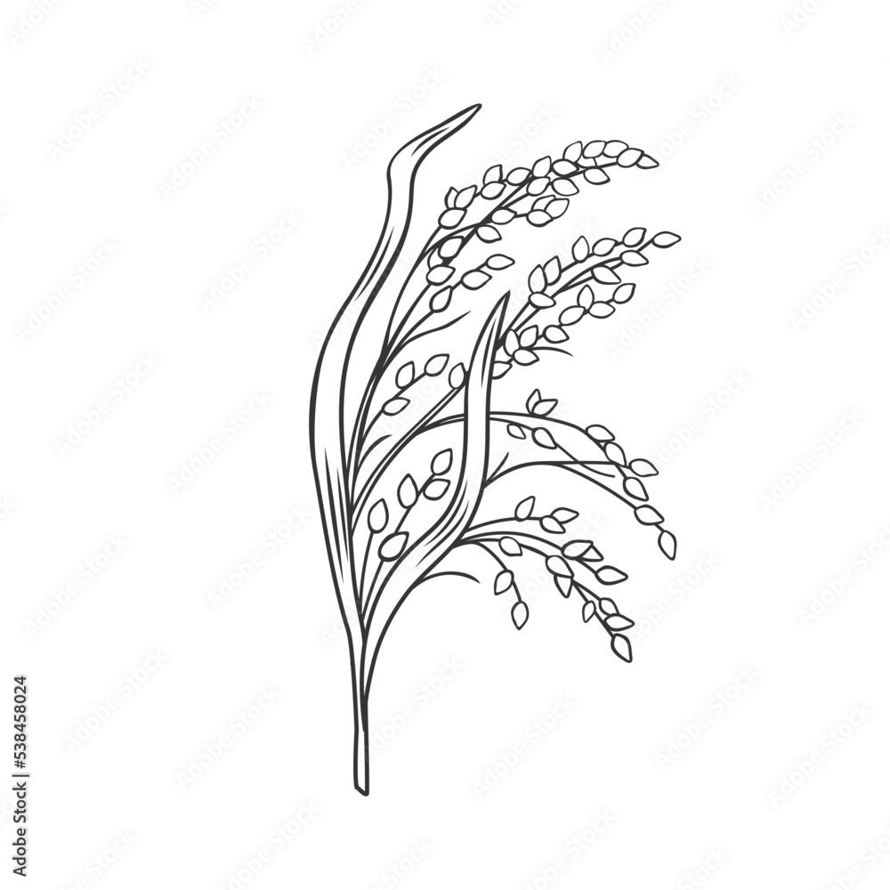 Proso cereal crop plant, outline icon vector illustration. Line hand drawing of proso - obrazy, fototapety, plakaty 