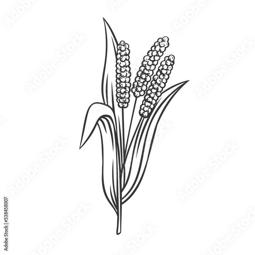 Millet cereal crop plant, outline icon vector illustration. Line hand drawing of millet.