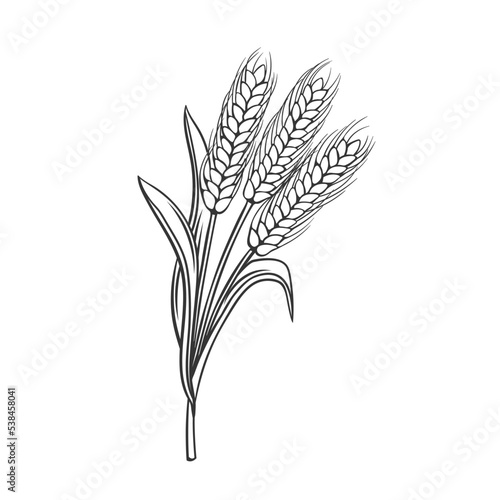 Wheat cereal crop plant, outline icon vector illustration. Line hand drawing of spikelets wheat to produce flour for baking bread and Wheat text
