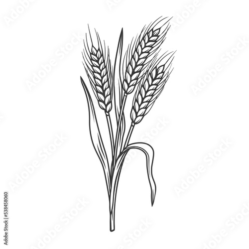 Rye cereal crop plant, outlineicon vector illustration. Line hand drawing of spikelets rye