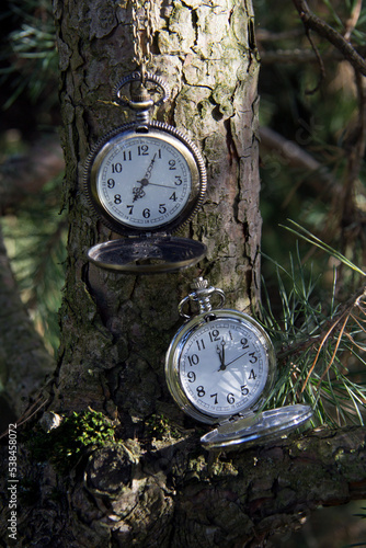 Pocket watch on the trunk of a pine tree photo
