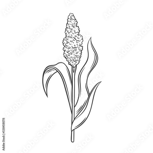 Sorghum cereal crop plant, outline icon vector illustration. Line hand drawing grain plant with seeds and leaf on stalk spikelet, agriculture sorgho grass from field, sorgo organic harvest
