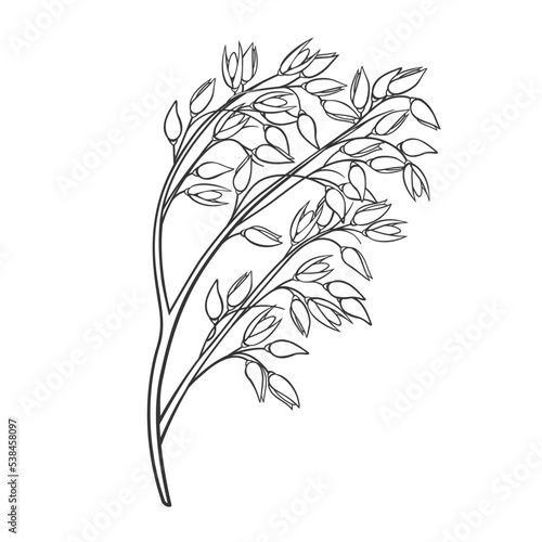 Oat cereal crop plant, outline icon vector illustration. Line hand drawing of oat