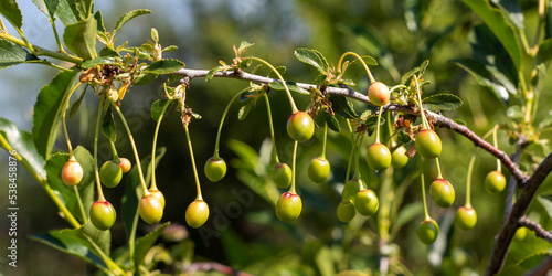 not ripe green cherries on a tree branch in summer, cherry tree. summer branch of a cherry tree with unripe berries and young green leaves. Selective focus, farming and gardening photo