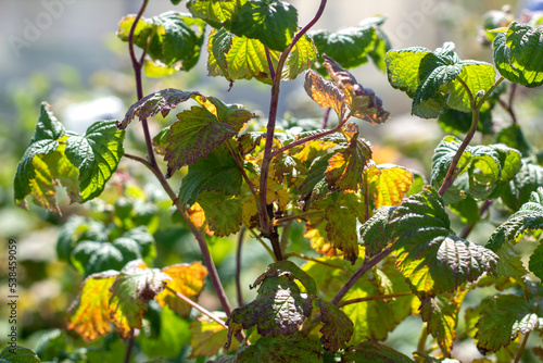 Chlorotic spots of raspberry blackberry virus. Symptoms of jaundice on green blackberry leaves, pests have eaten the leaves. farming and gardening