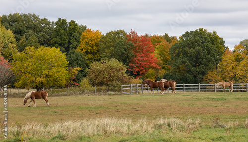 Foto Belgian draft horses in front of autumn colors