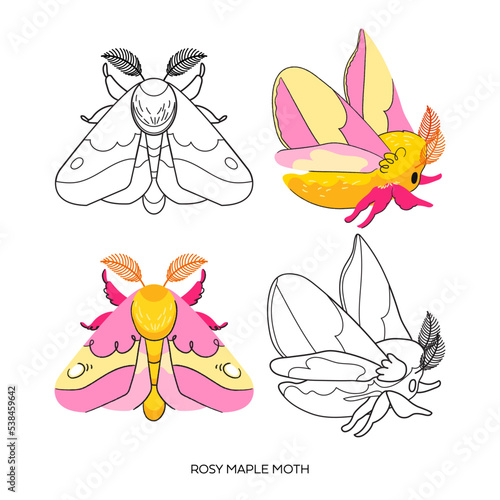 Pink rosy maple moth color and black outline vector isolated on white background. Cute insect butterfly Halloween illustration